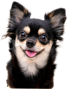 犬の写真