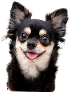 犬の写真