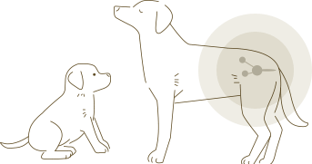 犬の体内で、ぼうこうから尿道の出口までにあたる下部尿路の位置を示したイラスト