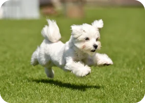 運動する犬のイメージ