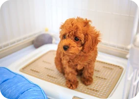 犬用トイレ環境のイメージ