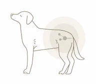 犬のイラスト